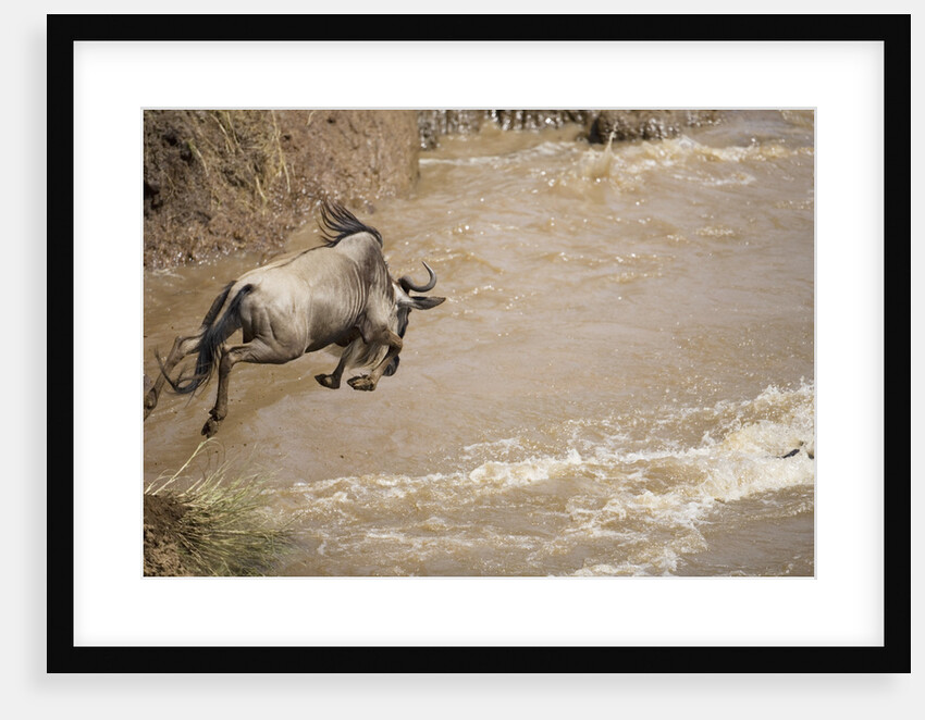 Wildebeest Migration in Masai Mara Game Reserve, Kenya by Anonymous