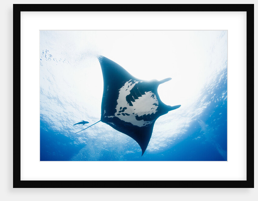 Manta Ray by Anonymous