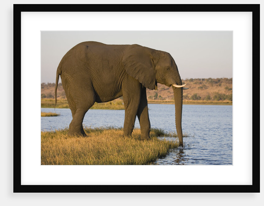 Elephant Drinking Water by Anonymous
