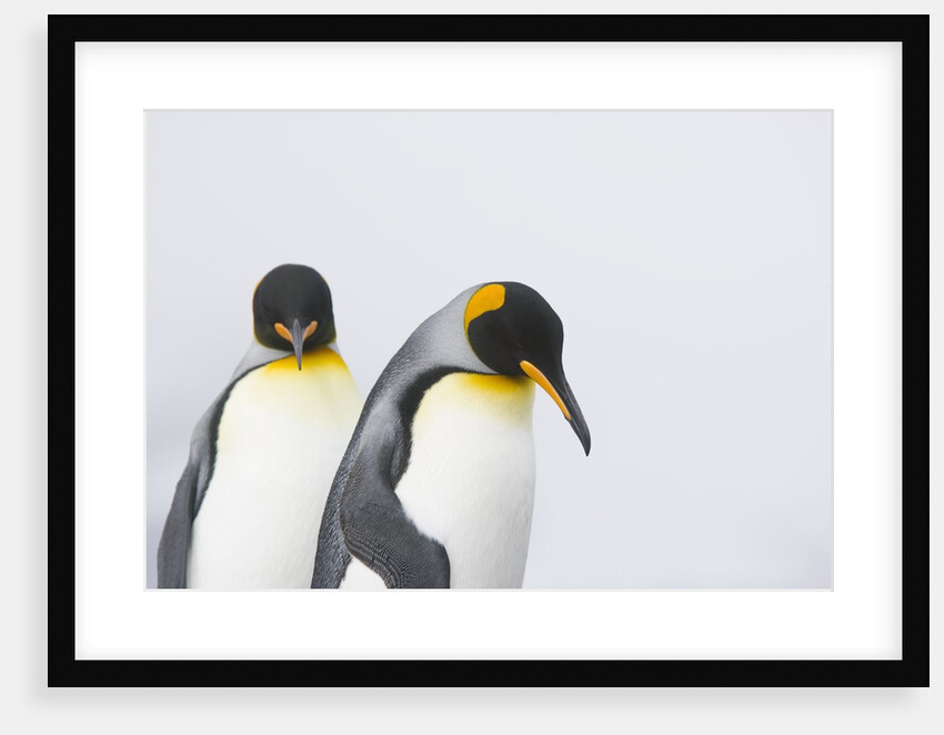 King Penguins by Anonymous