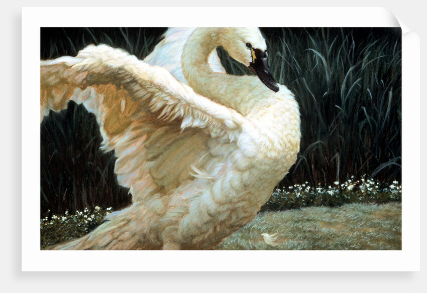 Tundra Swan Extending Its Wings by Anonymous