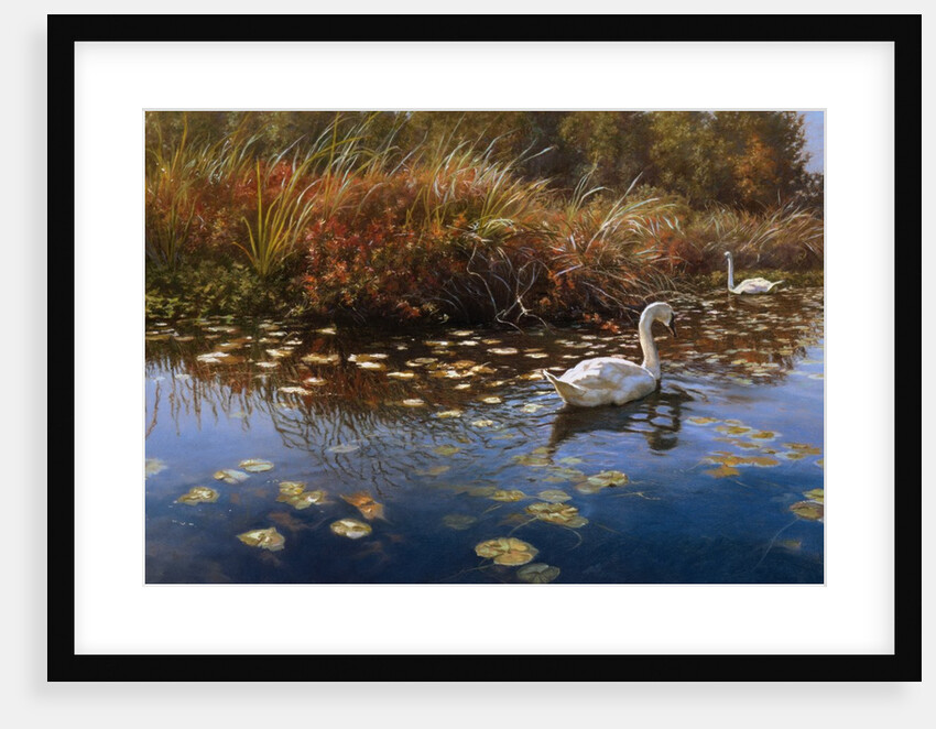 Trumpeter Swans by Anonymous