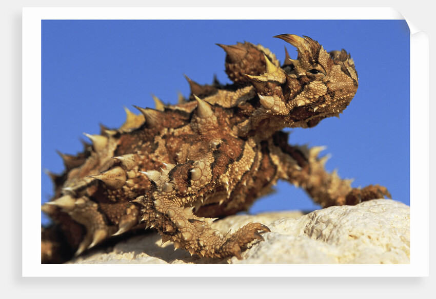 Thorny Devil by Anonymous