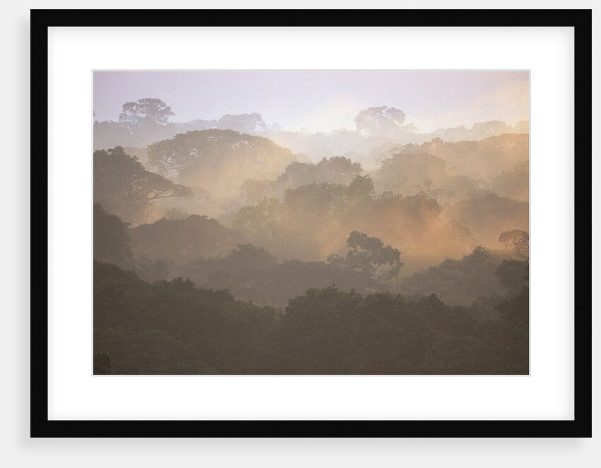 Morning Fog and Tropical Rainforest Canopy in Ecuador by Anonymous