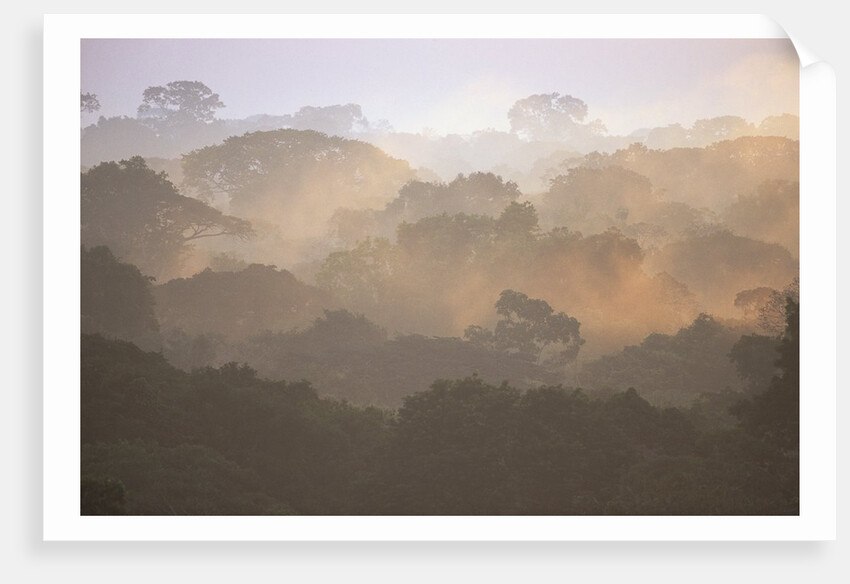 Morning Fog and Tropical Rainforest Canopy in Ecuador by Anonymous