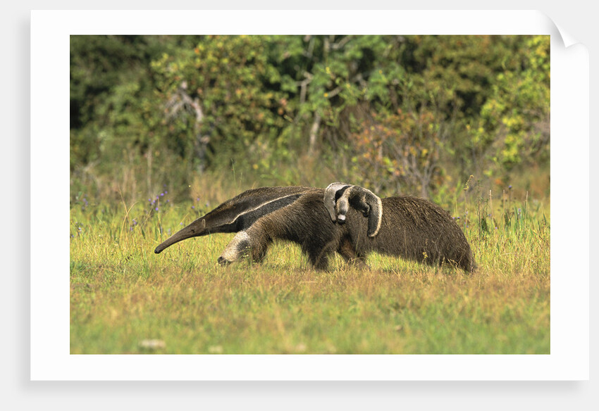Anteaters Carrying Their Young by Anonymous