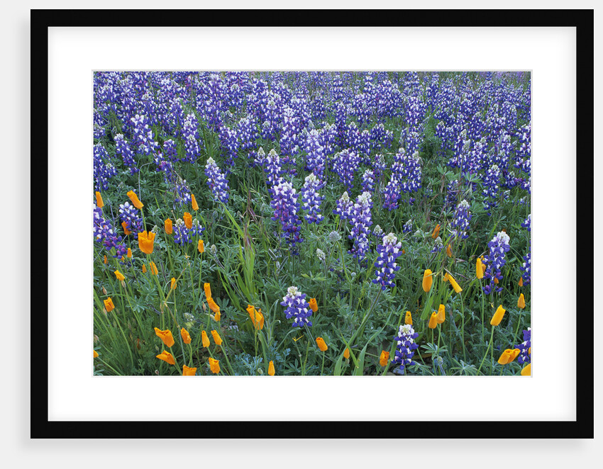 Lupines and Poppies in a Meadow by Anonymous