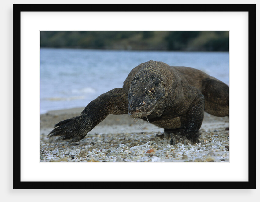 Komodo Dragon by Anonymous
