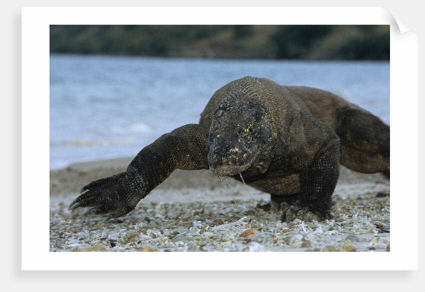 Komodo Dragon by Anonymous