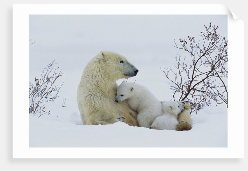 Polar Bear Mother With Her Cubs by Anonymous