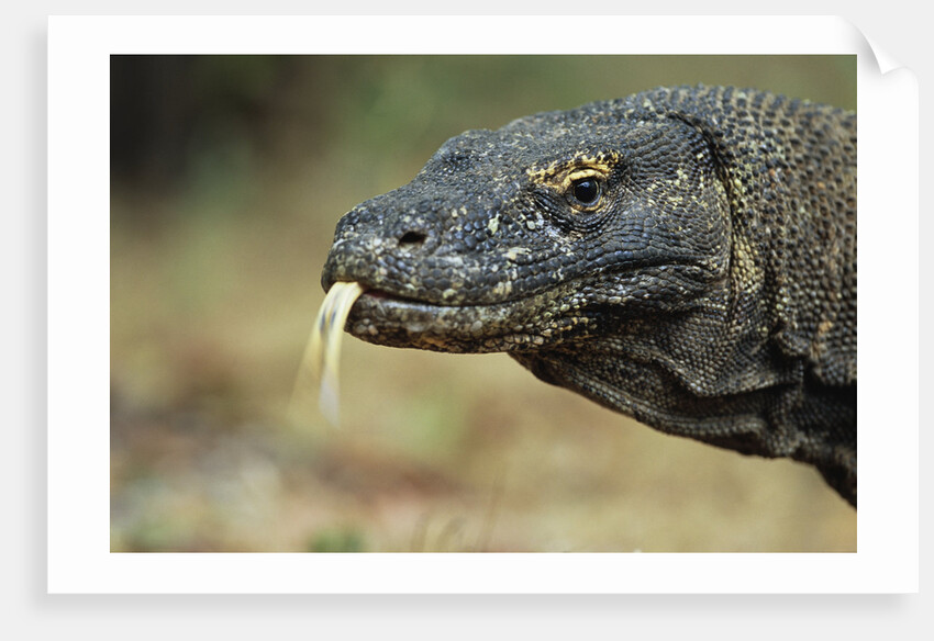 Komodo Dragon by Anonymous