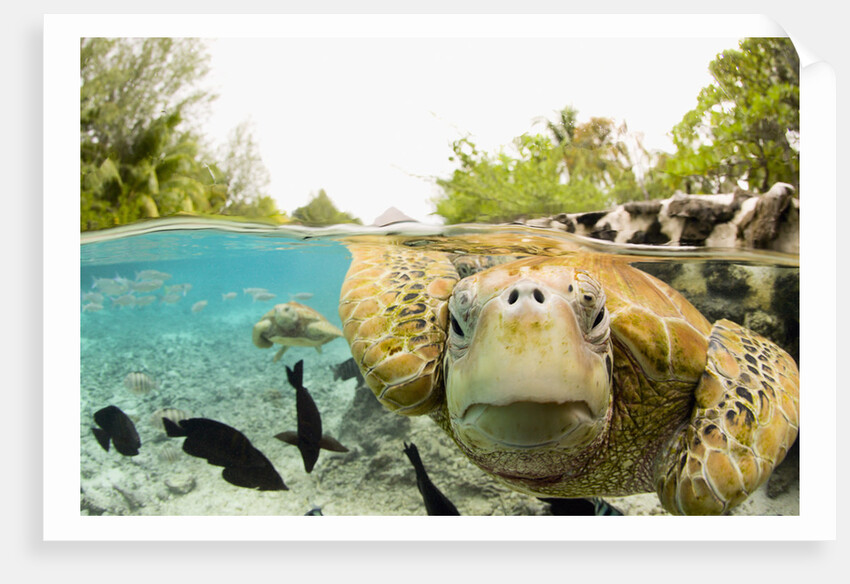 Face to Face with Green Sea Turtles by Anonymous