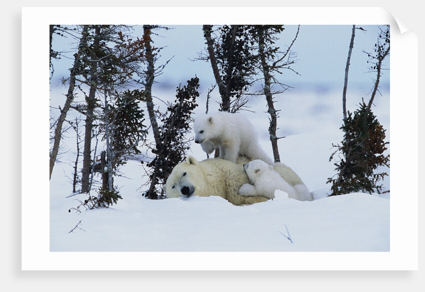 Polar Bear Mother With Her Cubs by Anonymous