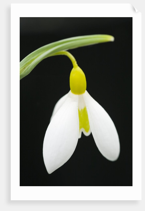 Close-Up View of Wendy's Gold Snowdrop Flower by Anonymous