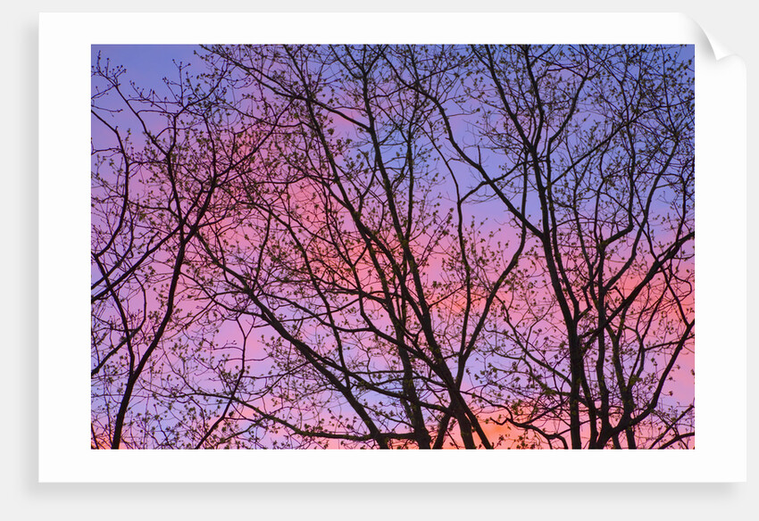 Dark Oak Trees Against Fiery Sky at Sunset by Anonymous