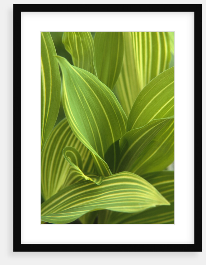 Close-up of Variegated Leaves by Anonymous