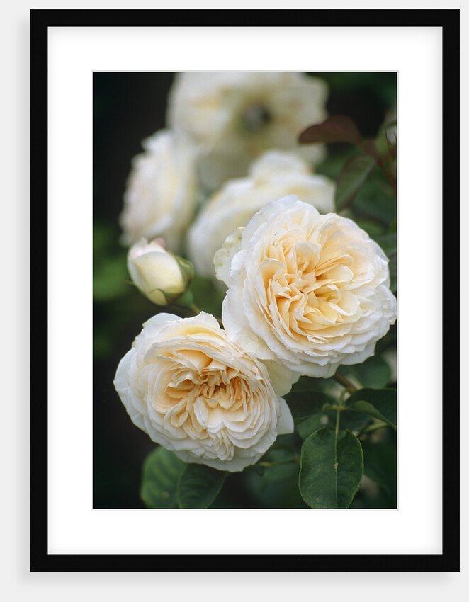 Buff Beauty Roses by Anonymous