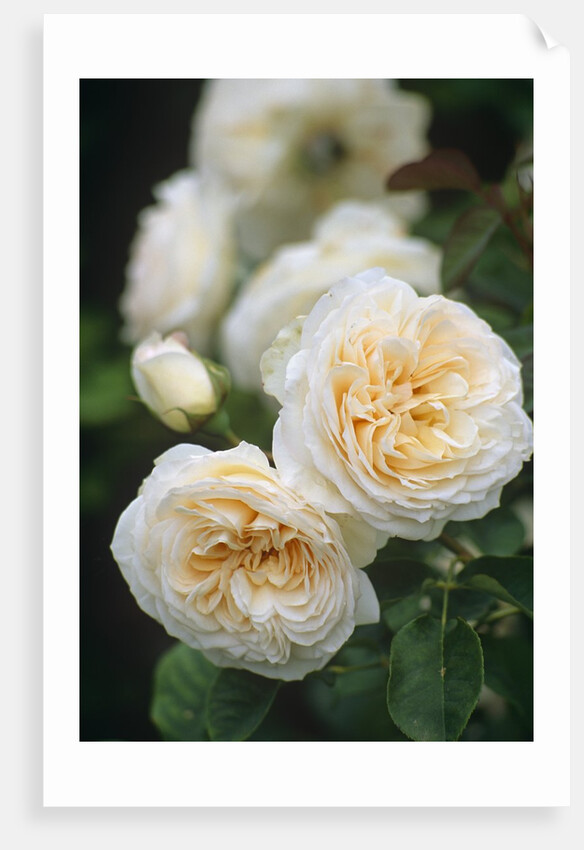 Buff Beauty Roses by Anonymous