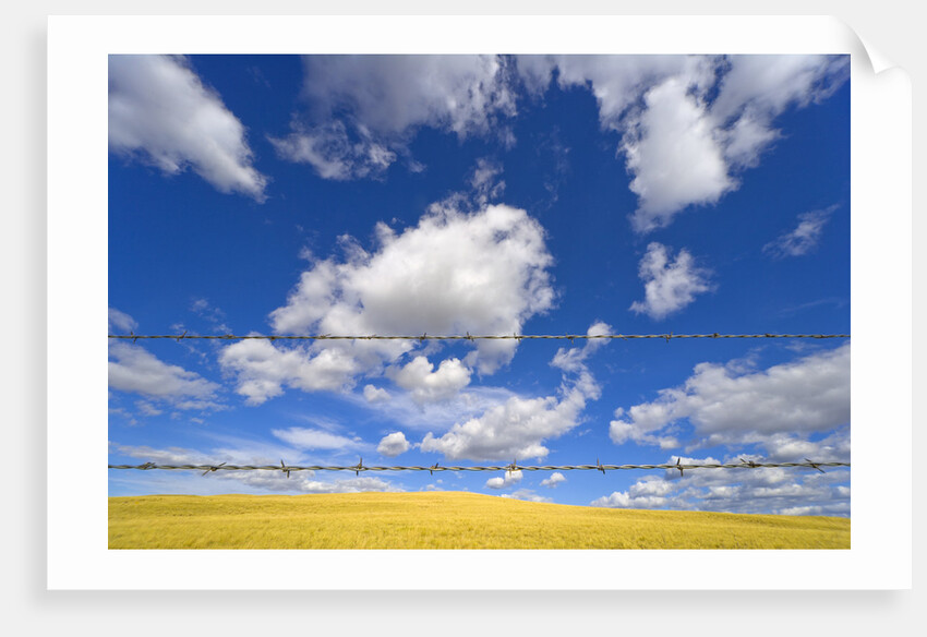 Barbed Wire Fence, Cumulus Clouds by Anonymous