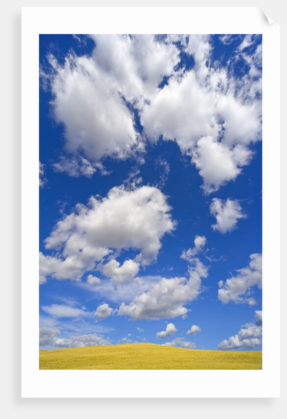 Beautiful Cumulus Clouds and Golden Prairie by Anonymous