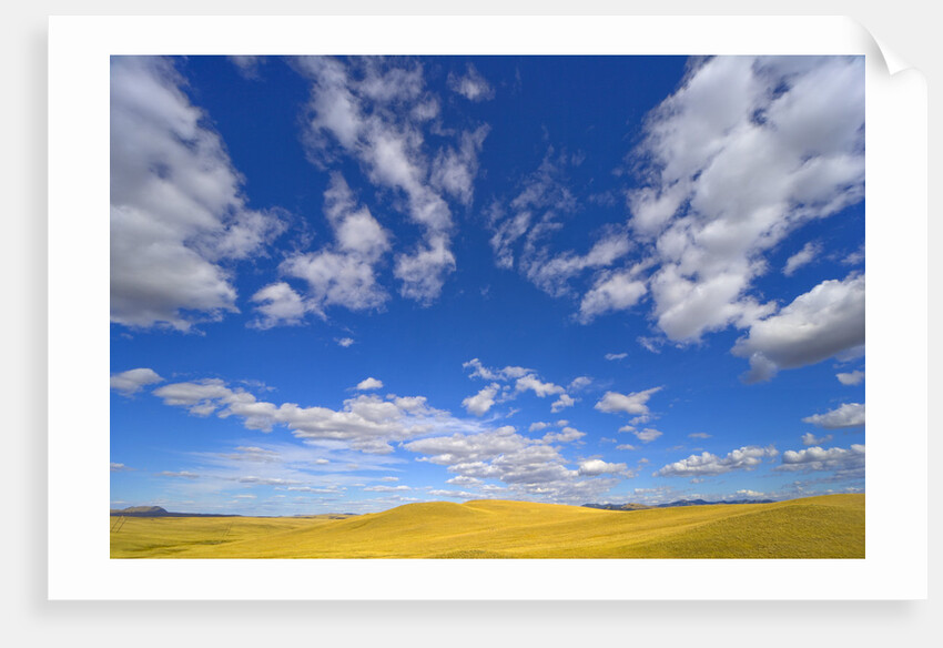 Beautiful Cumulus Clouds and Golden Prairie by Anonymous