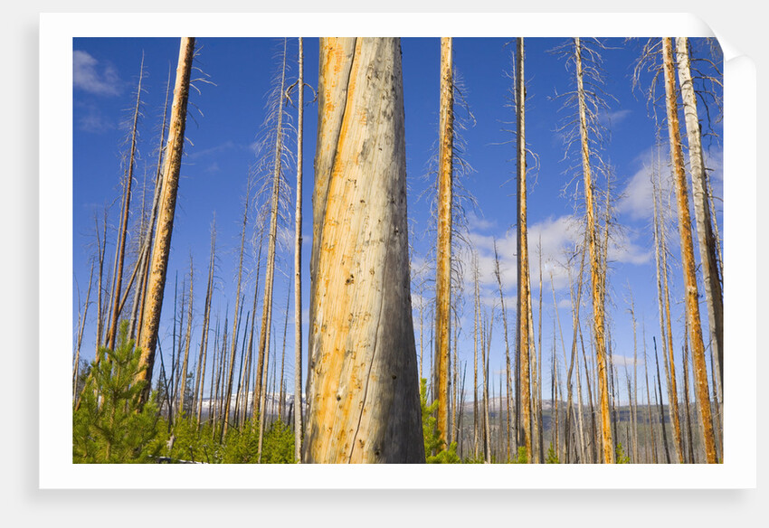 Spruce Trunks with Bark Stripped by Fire by Anonymous