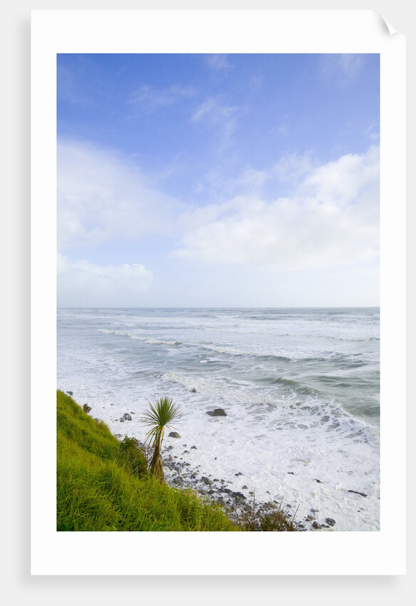 Cabbage Tree on Sea Cost by Anonymous