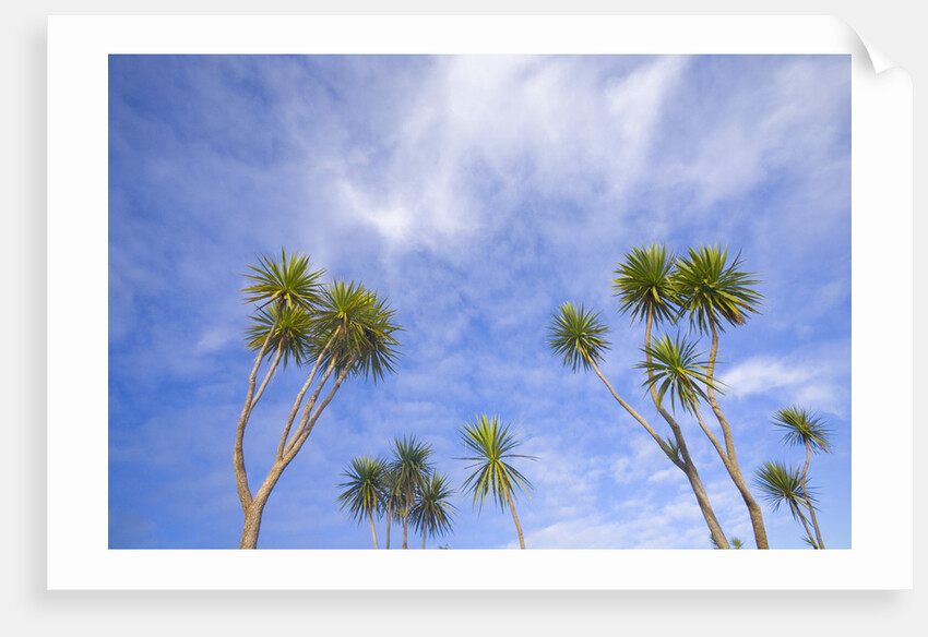 Cabbage Trees, Crowns Against Sky by Anonymous
