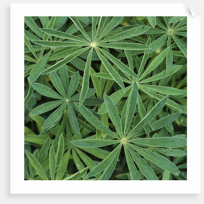 Foliage by Anonymous