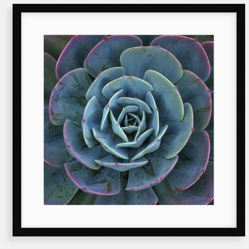 Hens and Chicks Plant by Anonymous