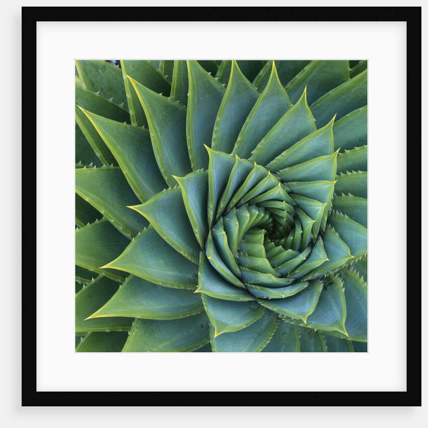 Succulent with Spiked Leaves by Anonymous