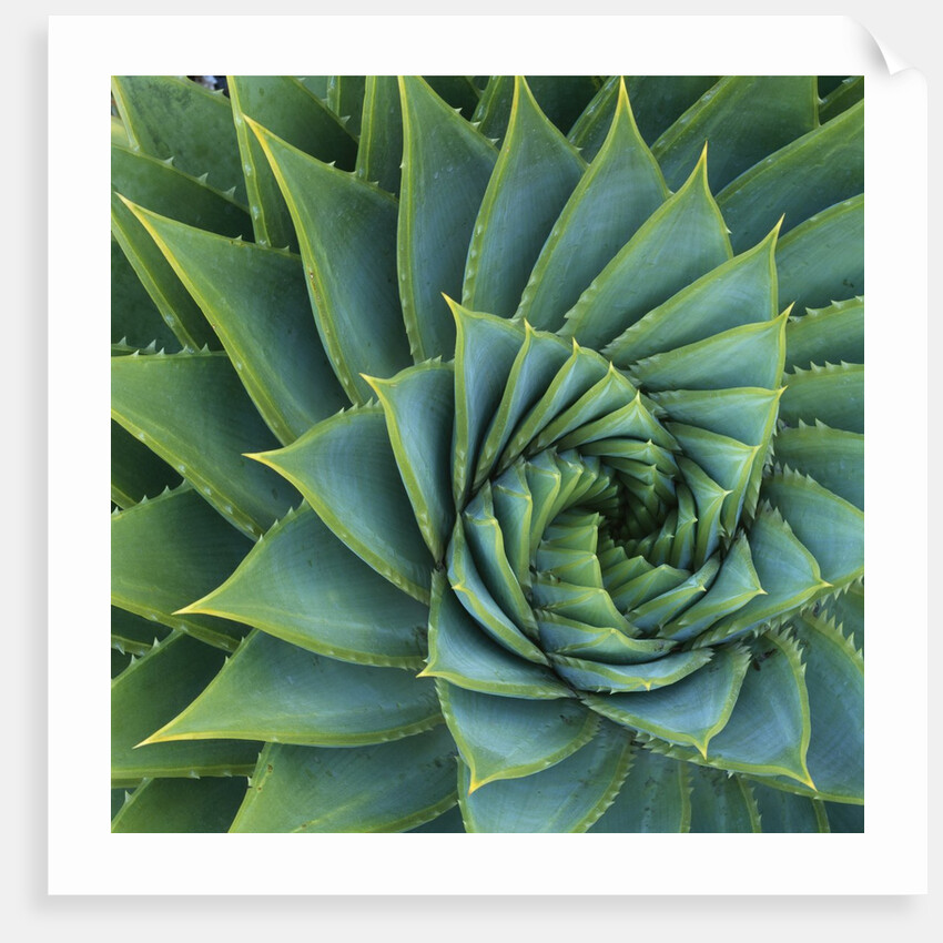Succulent with Spiked Leaves by Anonymous