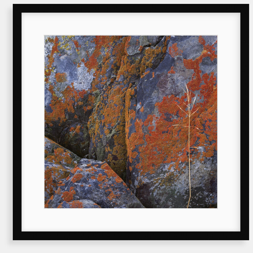 Red Lichen on Rocks by Anonymous