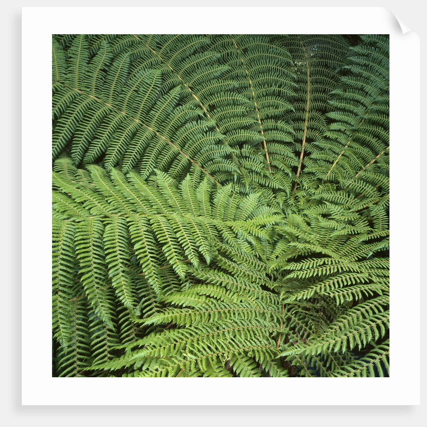 Fern Fronds by Anonymous