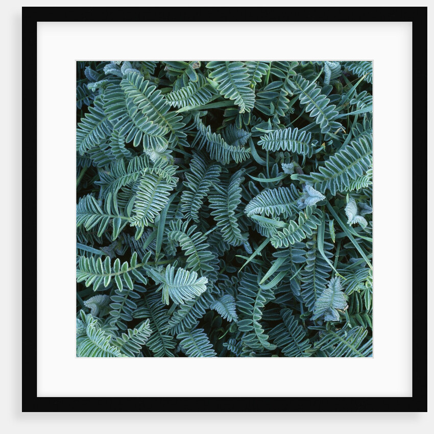 Frost on Foliage by Anonymous