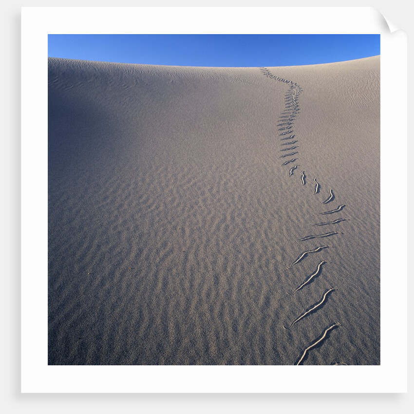 Sidewinder Tracks in Sand Dune by Anonymous