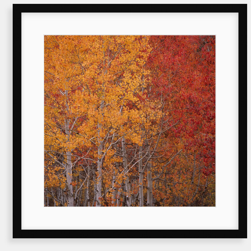 Deciduous Trees in Autumn by Anonymous