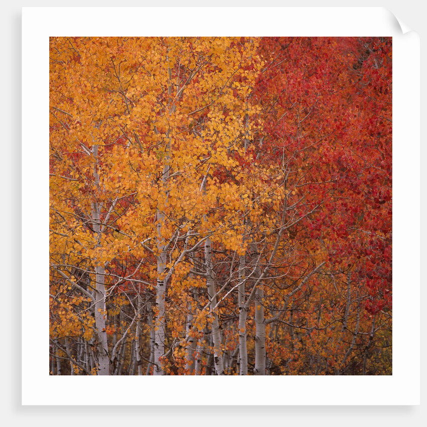 Deciduous Trees in Autumn by Anonymous