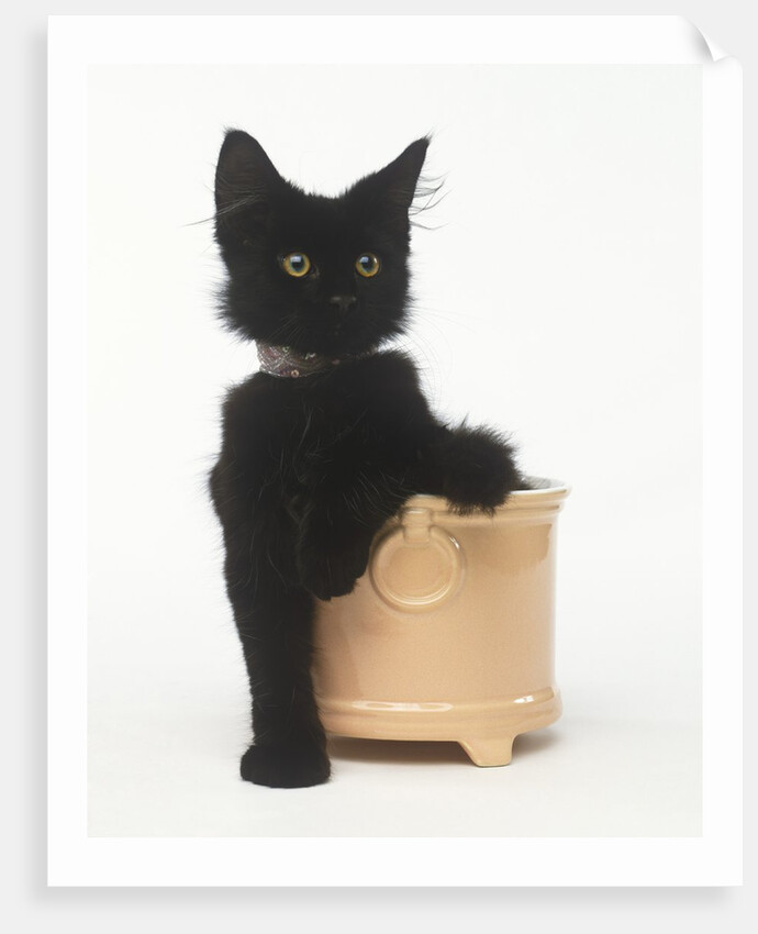 Black Kitten Sitting in Plant Pot by Anonymous