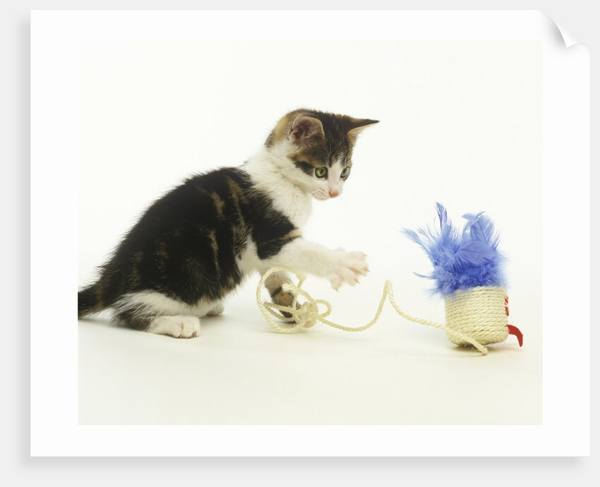 Kitten Playing with Cat Toy by Anonymous