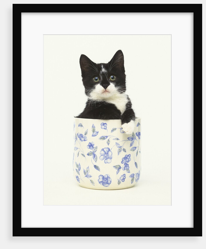 Black and White Kitten Sitting in Ceramic Jar by Anonymous