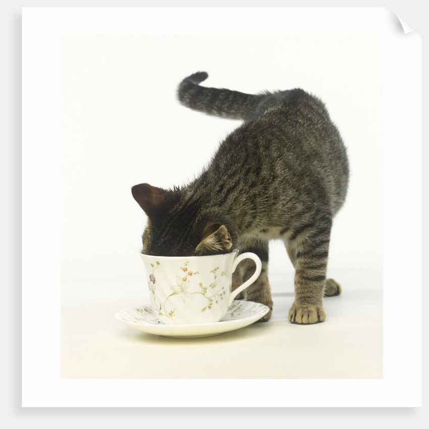 Kitten Exploring Teacup by Anonymous