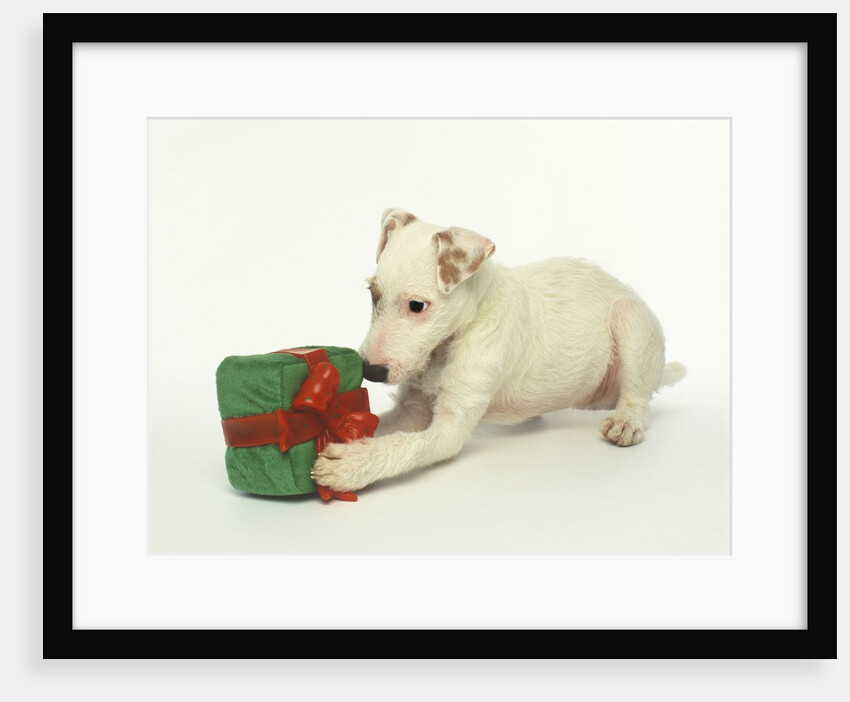 Puppy Playing with Gift-Shaped Dog Toy by Anonymous