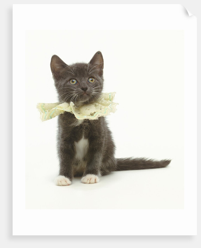 Kitten Wearing Lace Collar by Anonymous