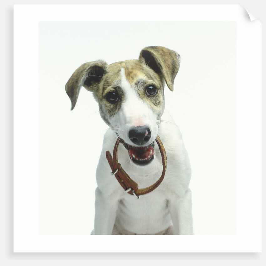 Greyhound Puppy Holding Collar in Its Mouth by Anonymous