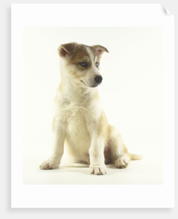 Siberian Husky Puppy by Anonymous