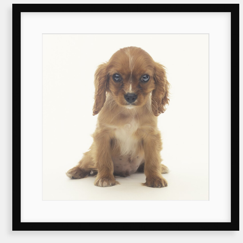 Cavalier King Charles Spaniel Puppy by Anonymous