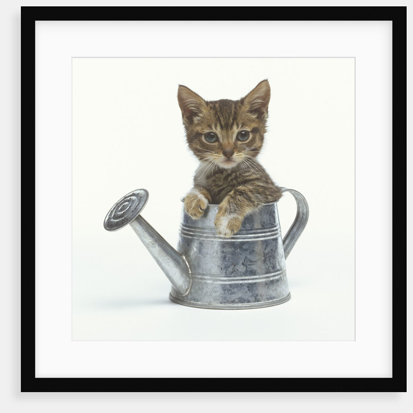 Kitten Sitting in a Watering Can by Anonymous