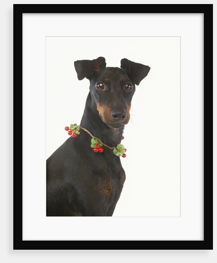 Manchester Terrier Wearing Holly Berries by Anonymous
