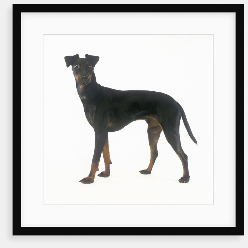 Manchester Terrier by Anonymous